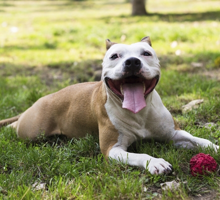 Amstaff Caine Amstaff