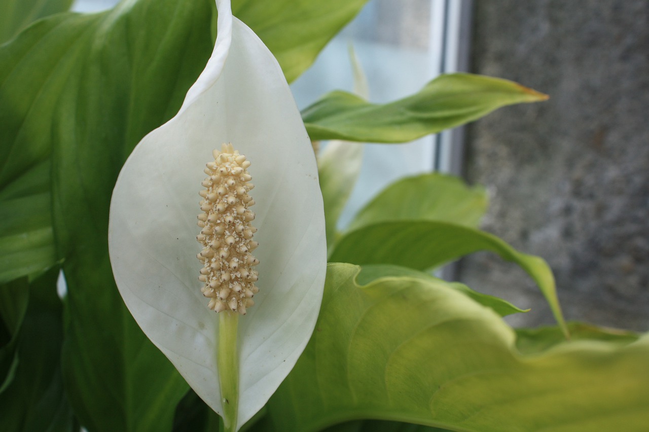 floare alba frumoasa de crinul pacii si frunzele verzi ale plantei