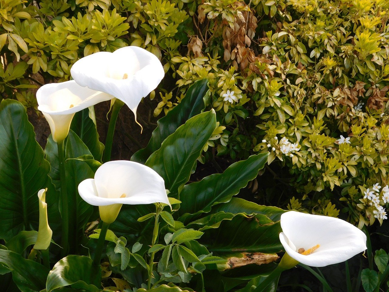 flori albe si frunze verzi frumoase de crinul pacii intr-o gradina alaturi de alte plante