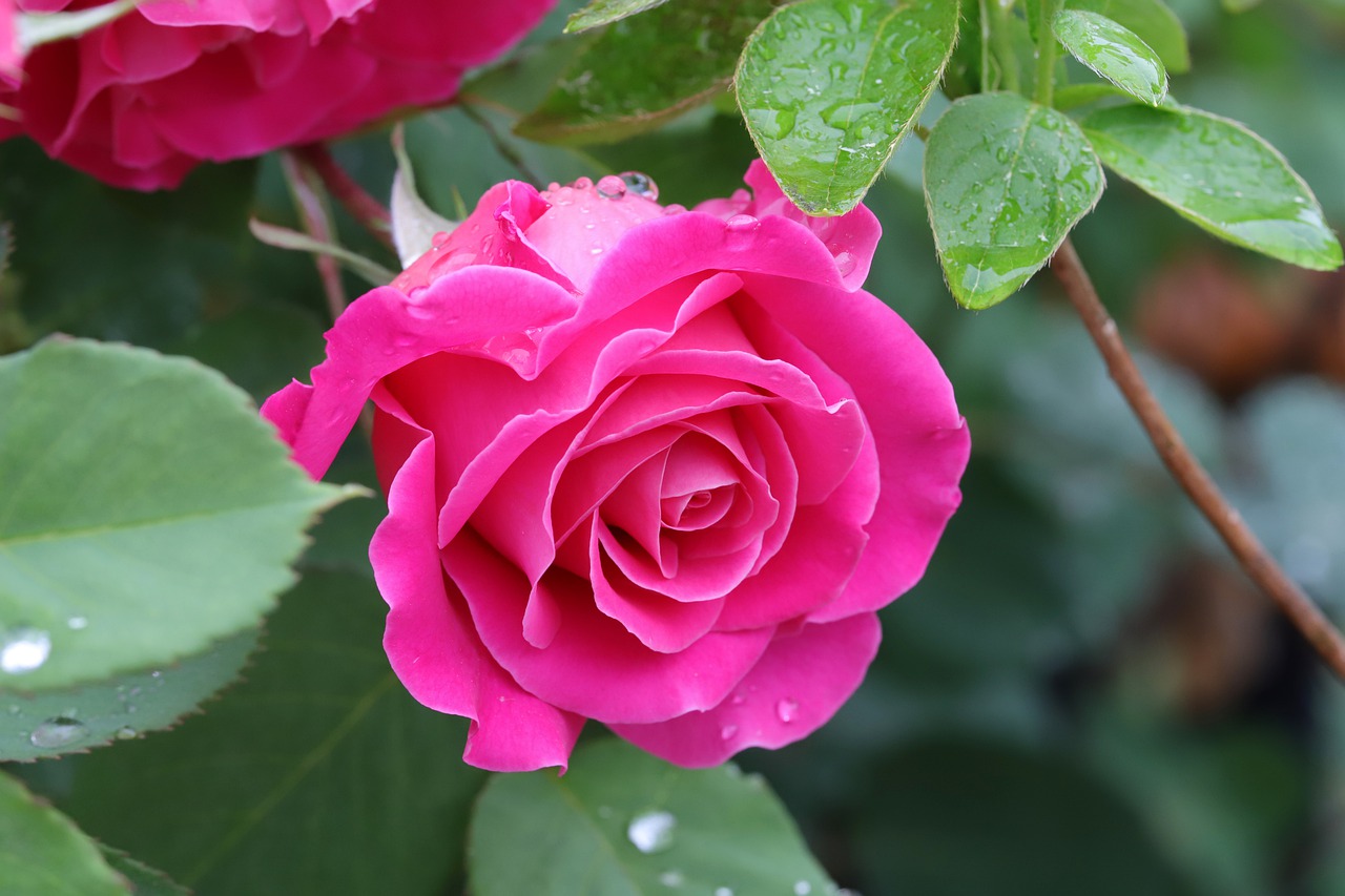 trandafir frumos de culoare roz si cu frunze verzi, aflat intr-o intr-o gradina, pozat în prim plan