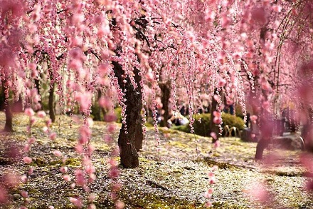 Ciresi Infloriti Festivalul Ciresilor Japonia