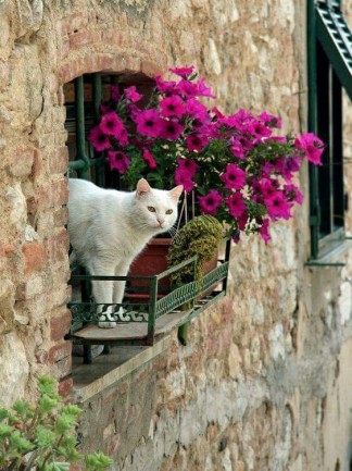 Flori De Balcon Divahair Ro