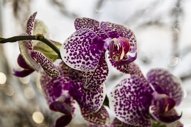 orhidee mov