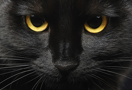 Ce Inseamna Cand Visezi Pisica Neagra