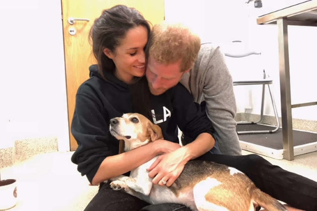 meghan markle si printul harry alaturi de cainele lor, Guy