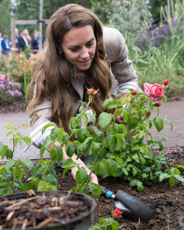 kate middleton, ducesa de wales, plantand trandafiri