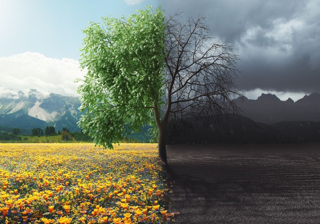 Imagine cu două fotografii care alcătuiesc un copac