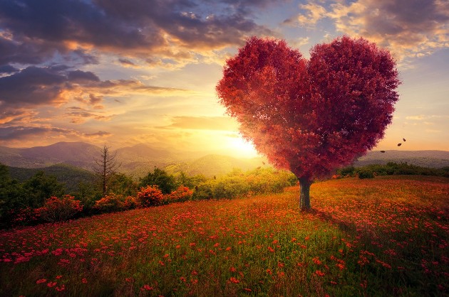 Imagine cu un copac în formă de inimioară
