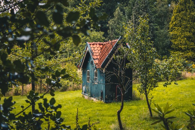 Imagine cu o cocioabă albastră într-o pădure