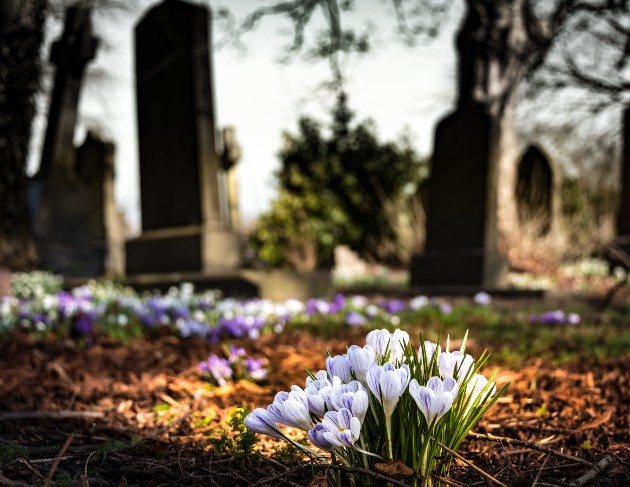 Imagine cu niște flori în cimitir