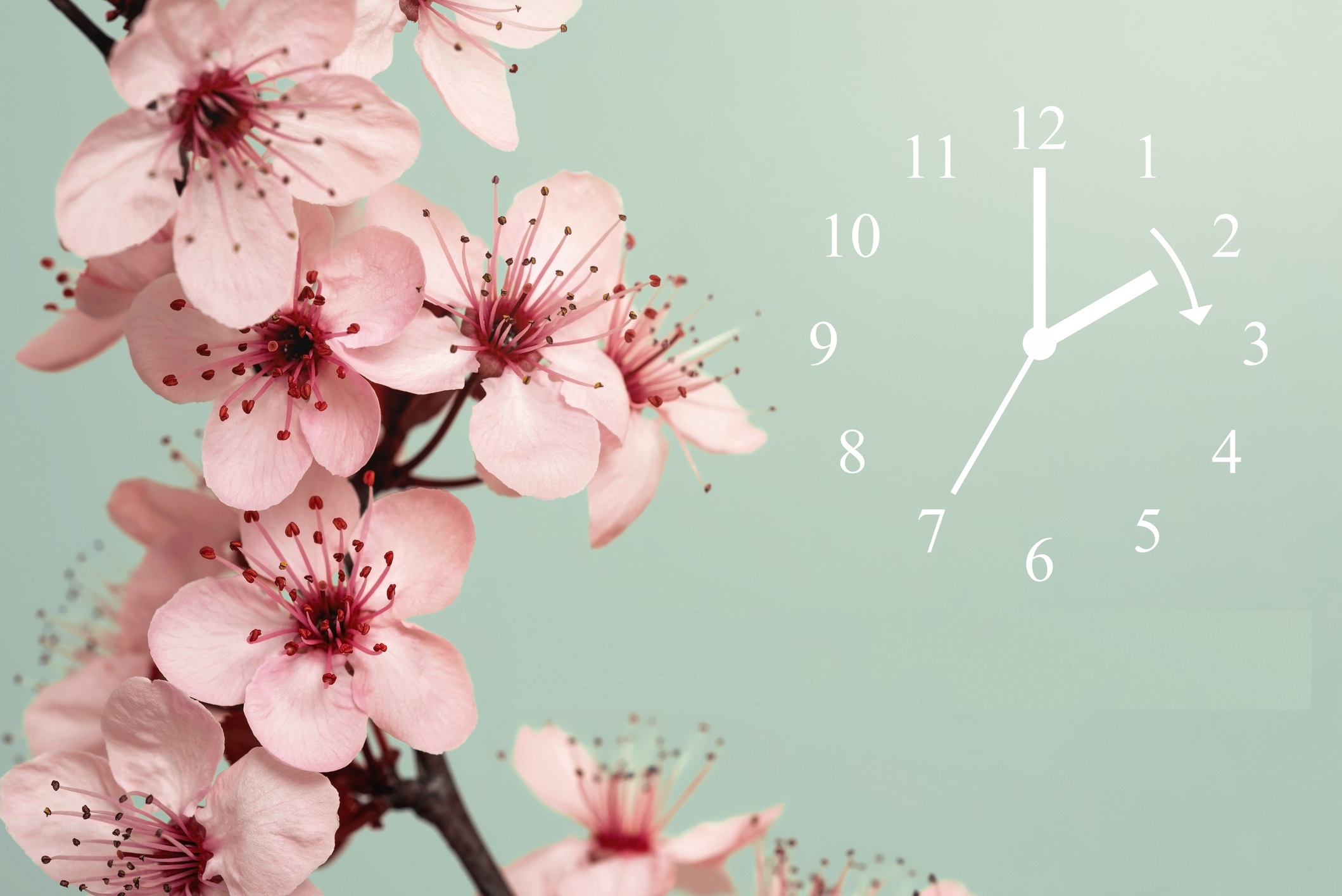  flori de cires roz in partea dreapta, iar in stanga imaginii un ceas fara cadran, pe un fundal verde deschis
