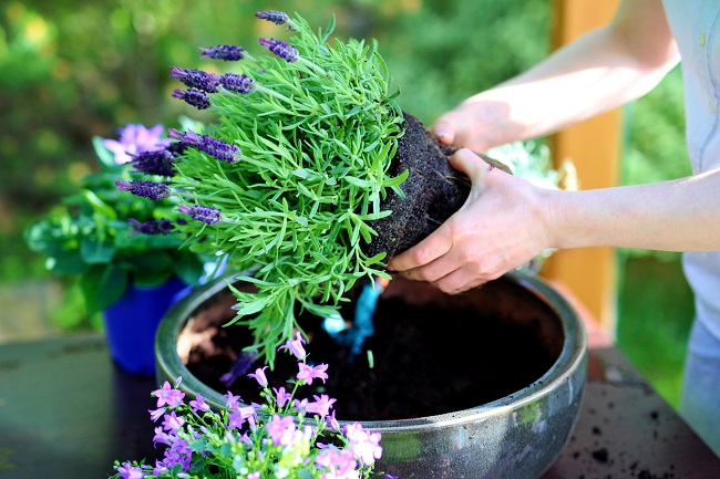 o femeie planteaza lavanda intr-un ghiveci mare