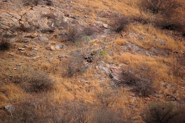 imaginea cu un leopard camuflat, care a devenit virala pe internet
