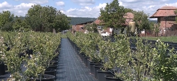 imagine de la plantatia de afini in ghiveci a familie S&icirc;rbu, comuna Rădesti, judetul Alba