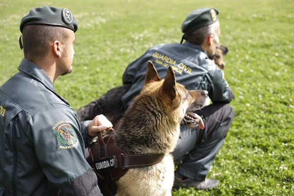doi reprezentanti ai Garzii Civile Spaniole imbracati in uniforma, stand ghemuiti pe iarba, alaturi de un caine lup, intr-o misiune de cautare in natura