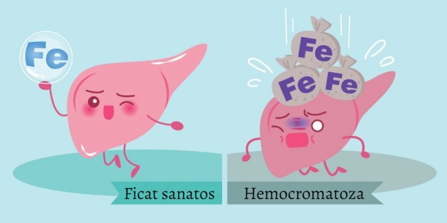 Ficat sanatos vs ficat bolnav de hemocromatoza