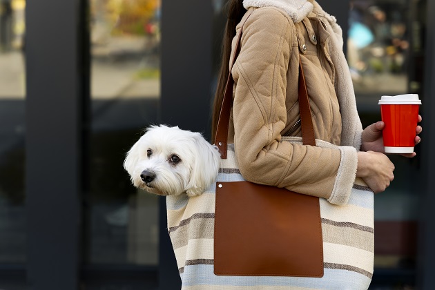 Bichon plimbat în geantă de către stăpână care ține în mână un pahar cu cafea