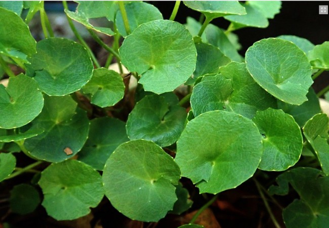 gotu kola