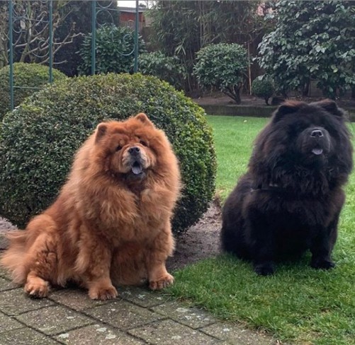 Chow Chow