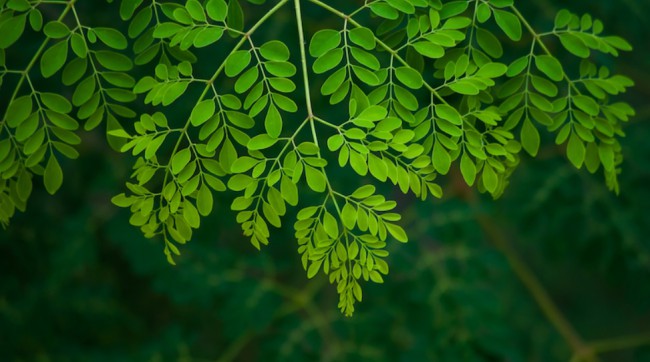 Moringa