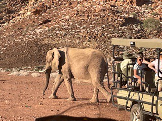 elefanti salbatici in namibia