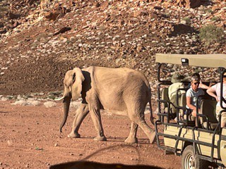 elefanti salbatici in namibia