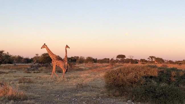girafe in namibia