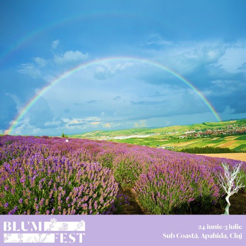 camp de lavanda cu curcubeu pe deasupra