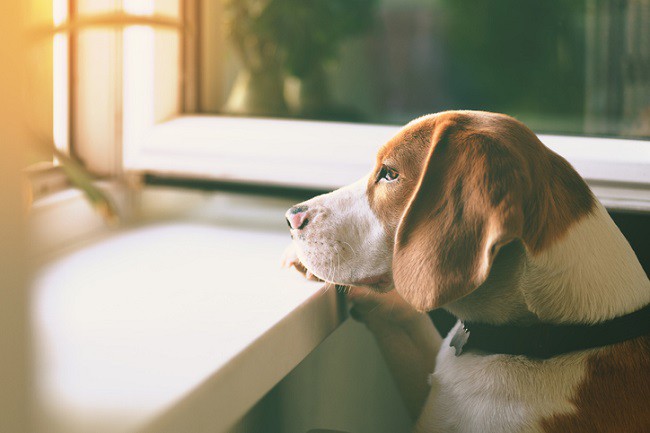 caine Beagle care sta trist si se uita pe geam