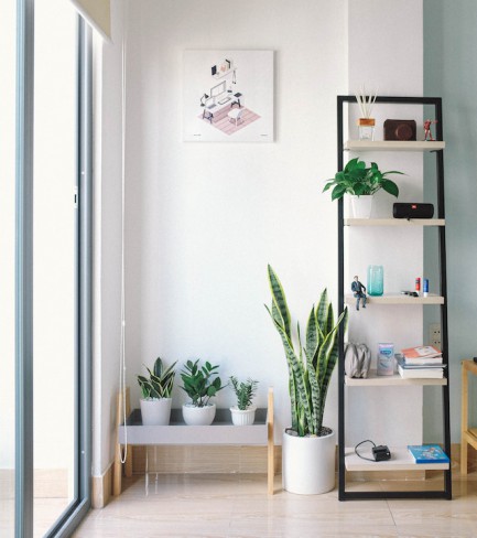 casa frumoasa si curata cu plante de apartament