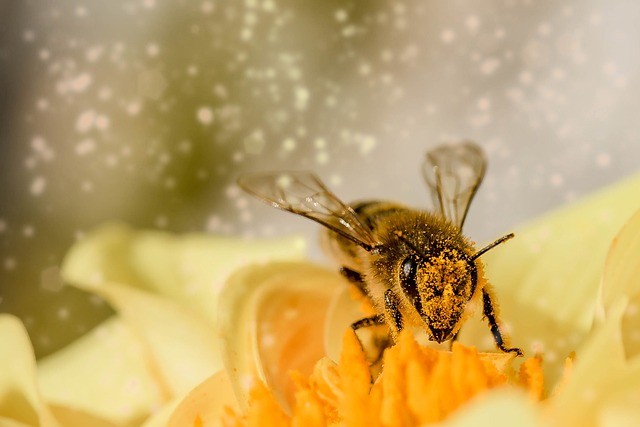 albina care extrage polen dintr-o floare galbena