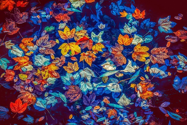 frunze colorate la suprafata unei ape