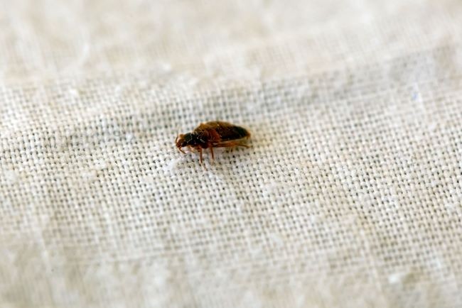 plosnita aflata pe o suprafata de tesatura de culoare alba
