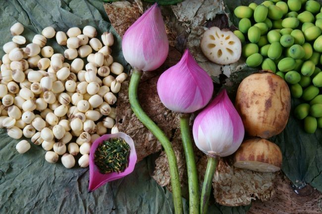 partile componente ale lotusului, floare, seminte, radacina si radacina taiata