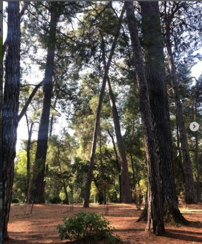 imagine cu pinii din parcul veliki din tivat