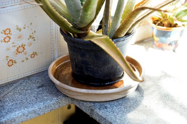 imagine cu farfuriuta de apa a unei plante si plata pe o masa
