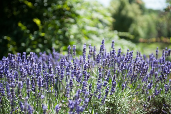 cultura de lavanda