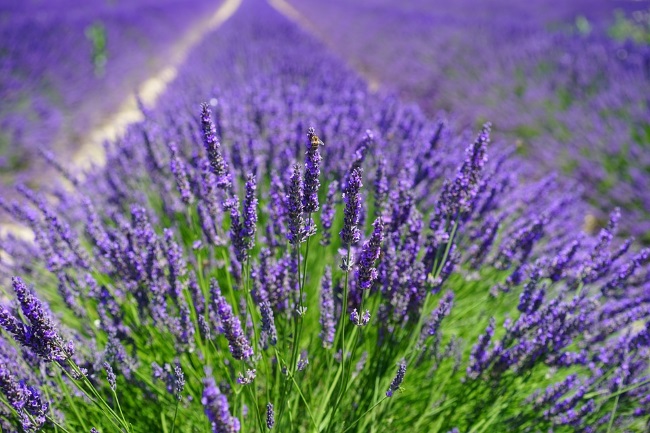 camp de lavanda
