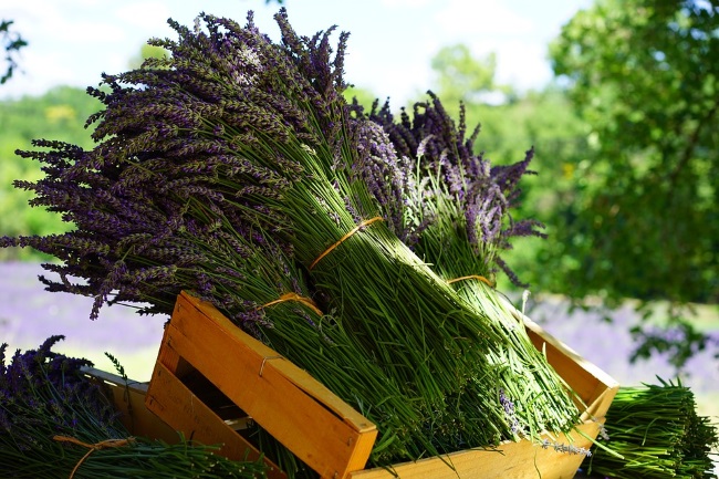 buchet de lavanda