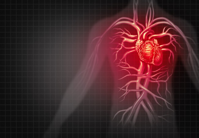 imagine anatomica cu inima