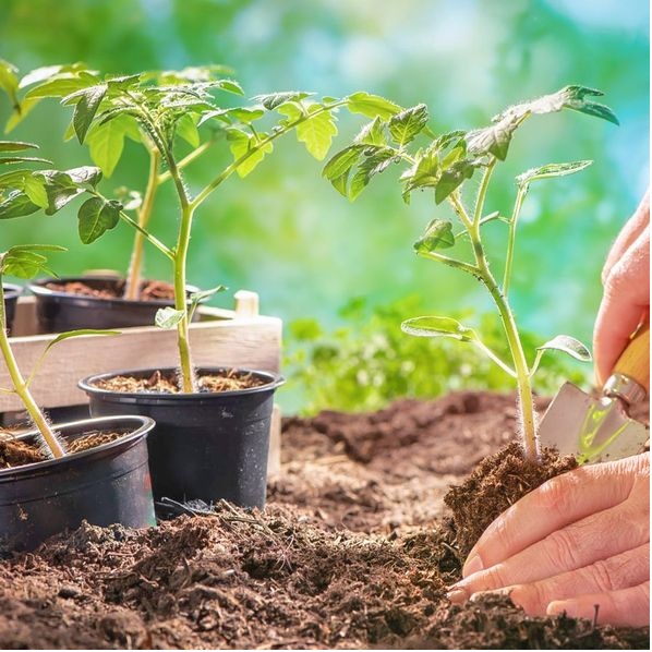 imagine cu persoana care planteaza plante verzi