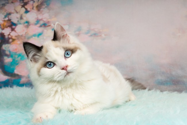 pisica rasa ragdoll