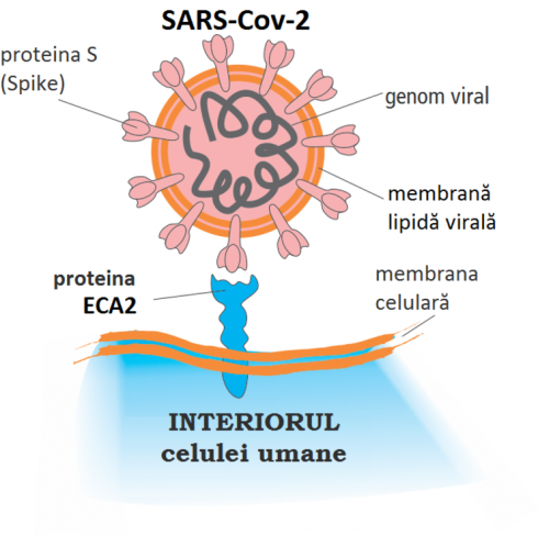 structura coronavirus