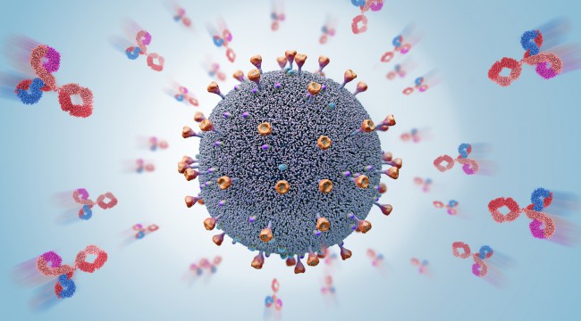 anticorpi coronavirus