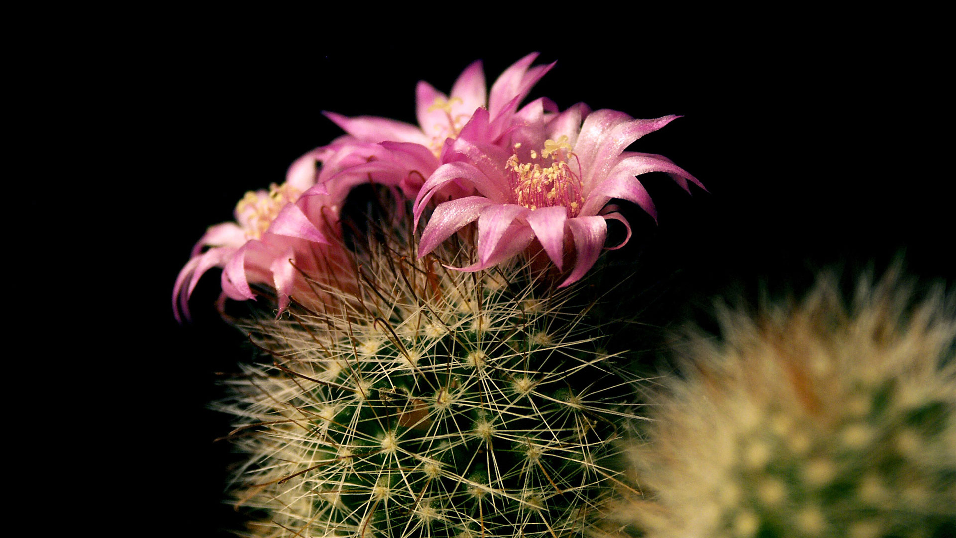 Cactus cu flori