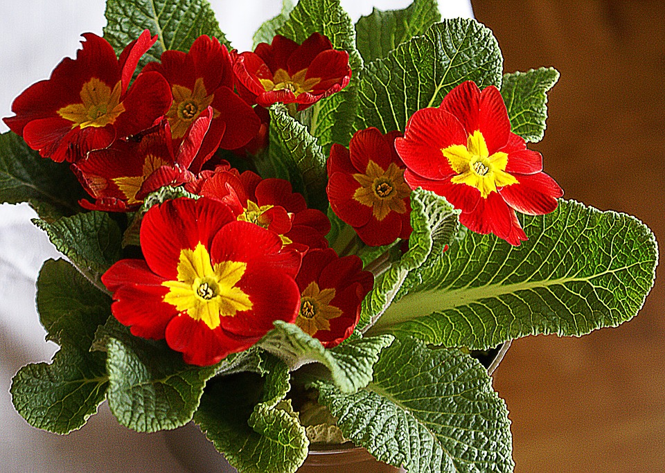 Primula sau Ciubotica cucului