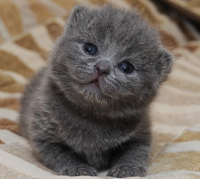 pisica british shorthair