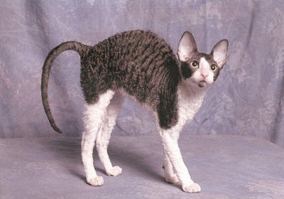 pisica cornish rex