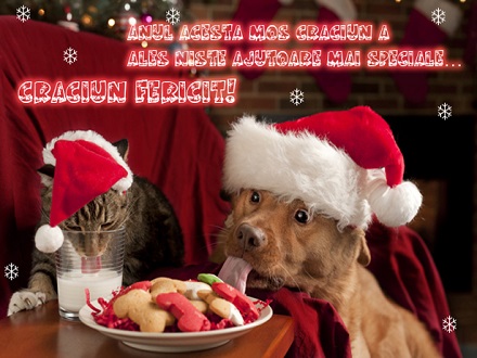Felicitare de Craciun cu pisici