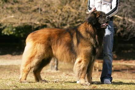 Leonberger